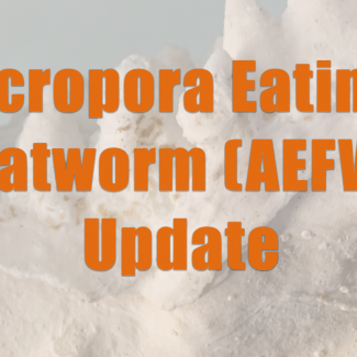 Acropora Eating Flatworm (AEFW) Project Update